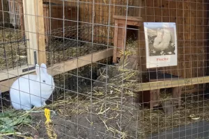 Flocke, das Hauskaninchen